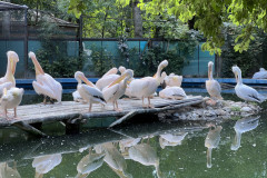 Grădina Zoologică Bucureşti 112