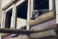 Grădina Zoologică Bucureşti 36