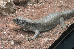 Grădina Zoologică Bucureşti 50