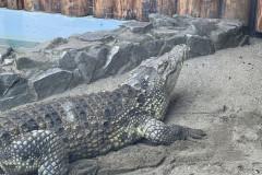 Grădina Zoologică Bucureşti 63