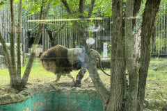 Grădina Zoologică Bucureşti 68