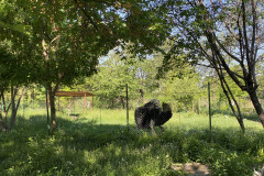 Grădina Zoologică din Calarasi 11