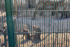 Grădina Zoologică din Calarasi 25
