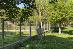Grădina Zoologică din Calarasi 30