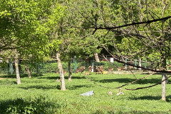 Grădina Zoologică din Calarasi 32