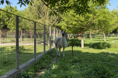 Grădina Zoologică din Calarasi 33