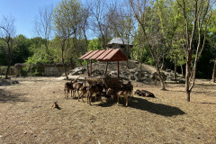 Grădina Zoologică din Calarasi 54