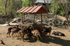 Grădina Zoologică din Calarasi 55