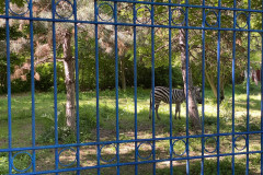 Grădina Zoologică din Calarasi 67