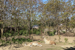 Grădina Zoologică din Calarasi 72