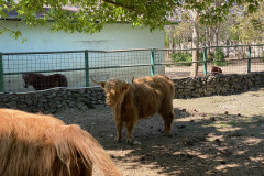 Grădina Zoologică din Calarasi 77