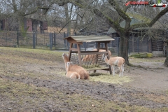 Gradina Zoologica din Praga Cehia 100