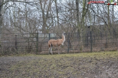 Gradina Zoologica din Praga Cehia 101