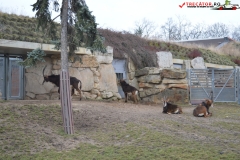 Gradina Zoologica din Praga Cehia 127