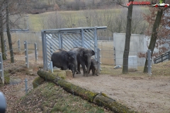 Gradina Zoologica din Praga Cehia 138