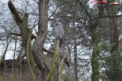 Gradina Zoologica din Praga Cehia 141