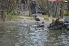 Gradina Zoologica din Praga Cehia 175