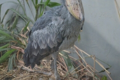 Gradina Zoologica din Praga Cehia 187