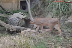 Gradina Zoologica din Praga Cehia 199