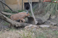 Gradina Zoologica din Praga Cehia 200