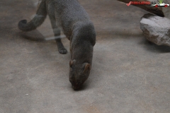 Gradina Zoologica din Praga Cehia 221