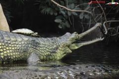 Gradina Zoologica din Praga Cehia 262