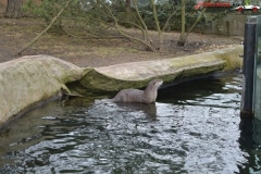 Gradina Zoologica din Praga Cehia 60