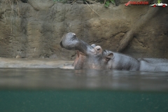 Gradina Zoologica din Praga Cehia 87