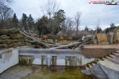 Gradina Zoologica din Praga Cehia 90