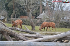 Gradina Zoologica din Praga Cehia 91