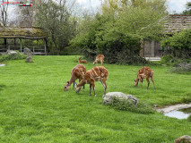 Gradina Zoologica din Praga aprilie 2023 109