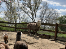 Gradina Zoologica din Praga aprilie 2023 122