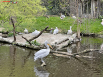 Gradina Zoologica din Praga aprilie 2023 131