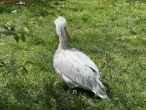 Gradina Zoologica din Praga aprilie 2023 135