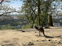 Gradina Zoologica din Praga aprilie 2023 18