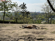 Gradina Zoologica din Praga aprilie 2023 19