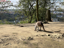 Gradina Zoologica din Praga aprilie 2023 20