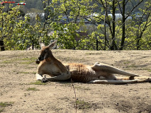 Gradina Zoologica din Praga aprilie 2023 21