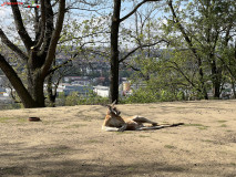 Gradina Zoologica din Praga aprilie 2023 23