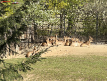 Gradina Zoologica din Praga aprilie 2023 31