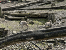 Gradina Zoologica din Praga aprilie 2023 51