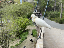 Gradina Zoologica din Praga aprilie 2023 69