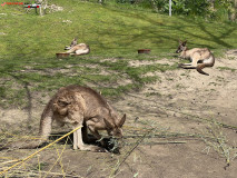 Gradina Zoologica din Praga aprilie 2023 73