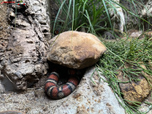 Gradina Zoologica din Praga aprilie 2023 94