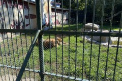Grădina Zoologică din Târgu Mureș 100