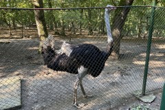 Grădina Zoologică din Târgu Mureș 24