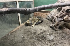 Grădina Zoologică din Târgu Mureș 32