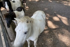 Grădina Zoologică din Târgu Mureș 45