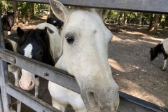 Grădina Zoologică din Târgu Mureș 47