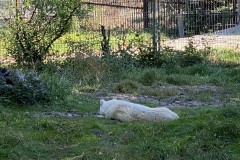 Grădina Zoologică din Târgu Mureș 84
